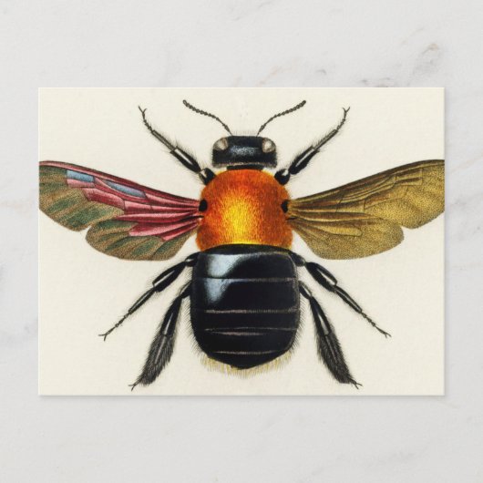 Carte Postale Insecte vintage illustrée (Devant)