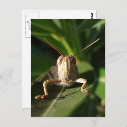 Carte postale Insecter (Devant / Derrière)