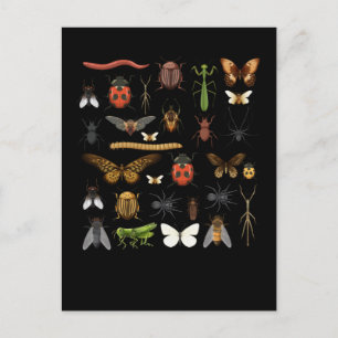 Carte Postale Insectes, collection Nature Papillons mouches mouc