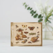 Carte Postale Insectes, coquillages et papillons (Debout devant)