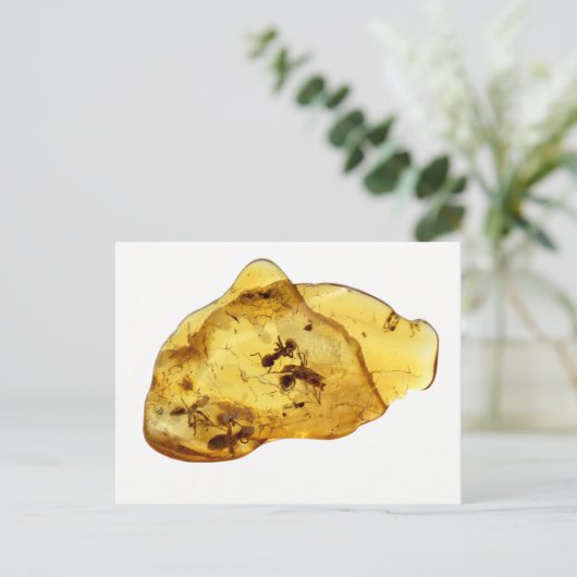 Carte Postale Insectes dans l'ambre (Debout devant)
