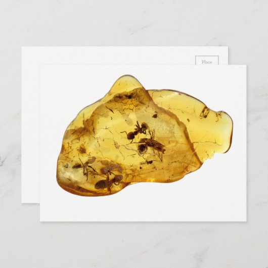 Carte Postale Insectes dans l'ambre (Devant / Derrière)