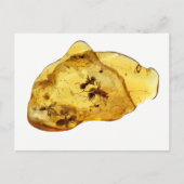 Carte Postale Insectes dans l'ambre (Devant)