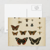 Carte Postale Insectes de jardin par Vision Studio (Devant / Derrière)
