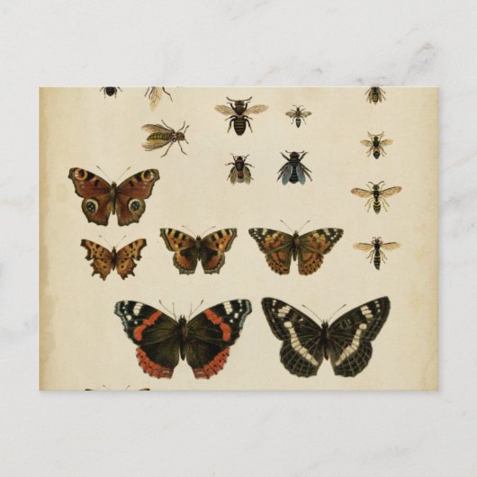 Carte Postale Insectes de jardin par Vision Studio (Devant)