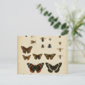 Carte Postale Insectes de jardin par Vision Studio (Debout devant)
