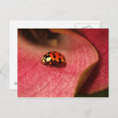 Carte Postale-Insectes-Le Bug De La Dame (Devant / Derrière)