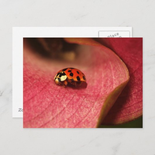 Carte Postale-Insectes-Le Bug De La Dame (Devant / Derrière)