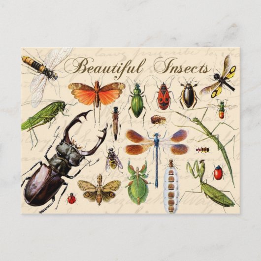 Carte Postale Insectes - les organismes les plus divers de la te (Devant)