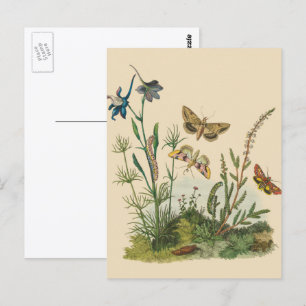 Carte Postale Insectes vintages, Papillons, Caterpillar