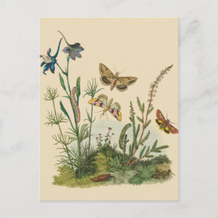 Carte Postale Insectes vintages, Papillons, Caterpillar