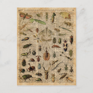Carte Postale Insects Bugs Vintage Illustration Dictionnaire Art