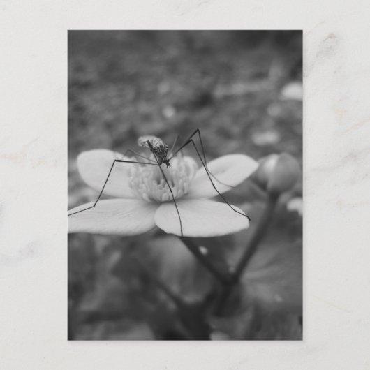 Carte Postale insektschwarzweiß (Devant)