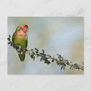 Carte Postale Inséparable à visage rose sur une branche.
