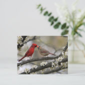 Carte Postale inséparables (Debout devant)