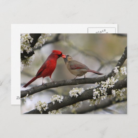 Carte Postale inséparables (Devant / Derrière)