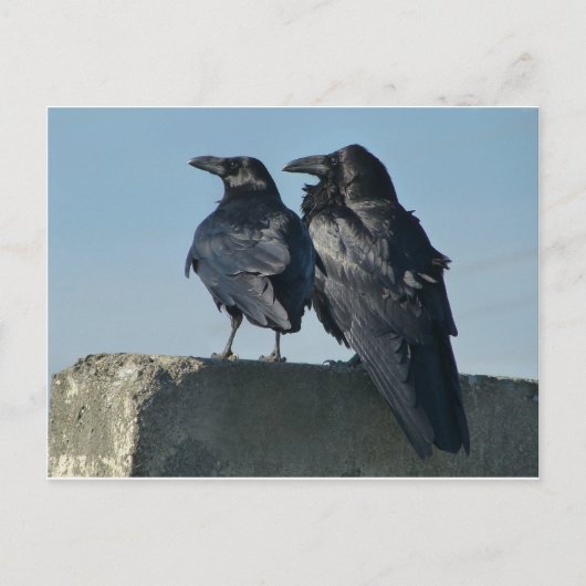 Carte Postale Inséparables (Devant)