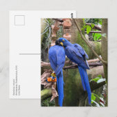 Carte Postale Inséparables à l'Aviation nationale (Devant / Derrière)