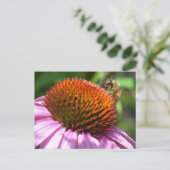 Carte postale Inspiration Echinacea (Debout devant)