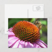 Carte postale Inspiration Echinacea (Devant / Derrière)