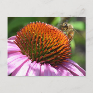Carte postale Inspiration Echinacea