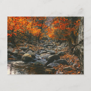 Carte Postale Inspirations de la nature Roumanie, Forêt d'automn