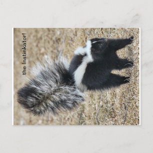 carte postale Instinkator Skunk