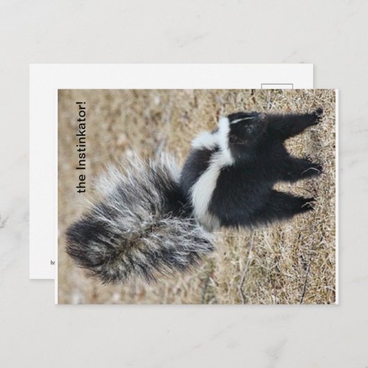 carte postale Instinkator Skunk (Devant / Derrière)