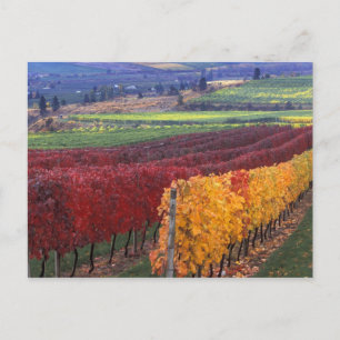 Carte Postale Intense red and yellow fall colors on Gehring