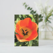 Carte Postale Intérieur de la tulipe orange (Debout devant)