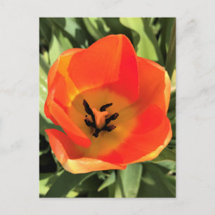 Carte Postale Intérieur de la tulipe orange