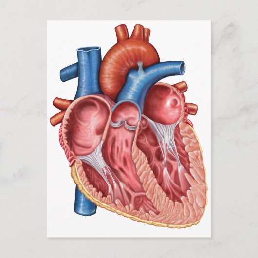 Carte Postale Intérieur Du Coeur Humain (Devant)
