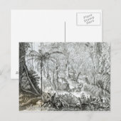 Carte Postale Intérieur d'une forêt primitive dans les Amazones (Devant / Derrière)