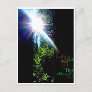 Carte Postale Into the Woods