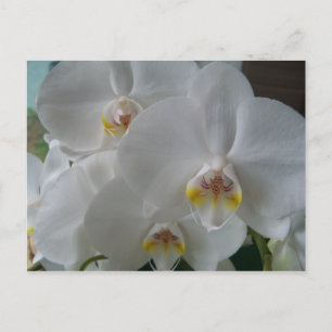 Carte Postale Invitation de douche nuptiale Orchidées blanches C