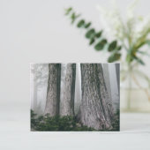 Carte Postale Invoquer la forêt (Debout devant)