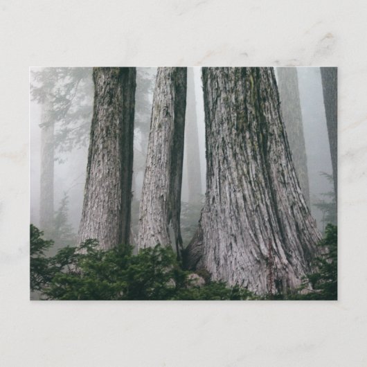 Carte Postale Invoquer la forêt (Devant)