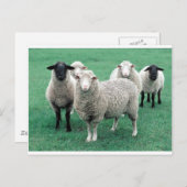 Carte Postale Iowa Sheep (Devant / Derrière)