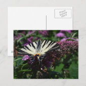 Carte Postale Iphiclides podalirius (Devant / Derrière)