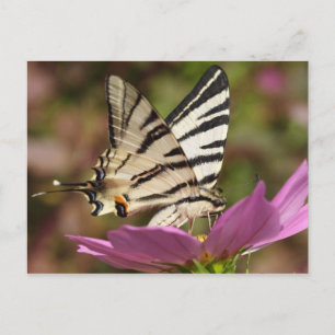 Carte Postale Iphiclides podalirius