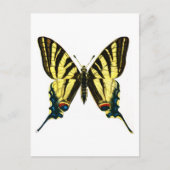 Carte Postale Iphiclides podalirius (Devant)