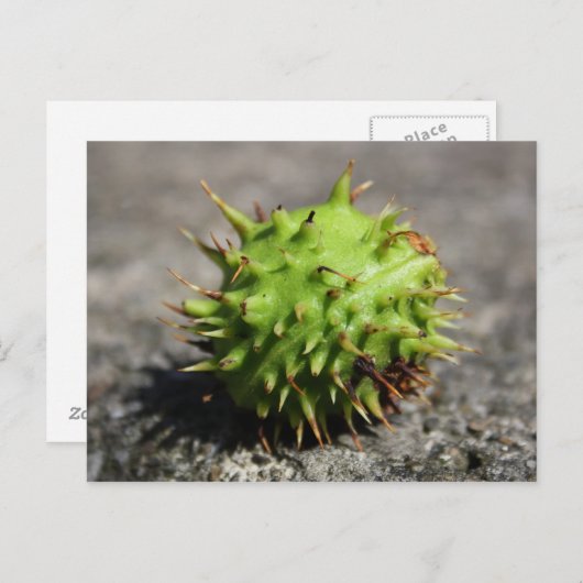 Carte postale iPhone Chestnut Cheval (Devant / Derrière)