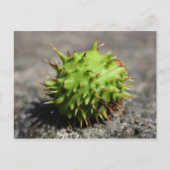 Carte postale iPhone Chestnut Cheval (Devant)