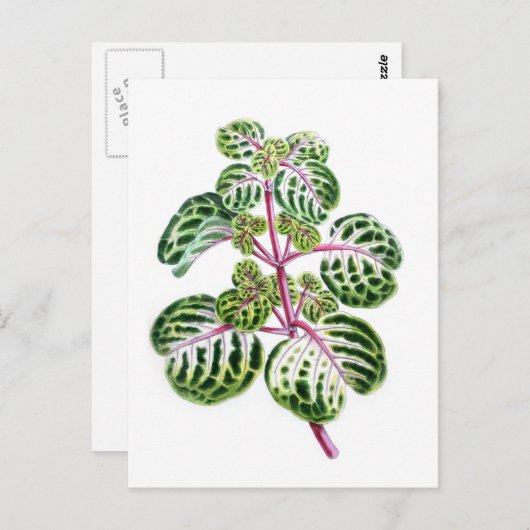 Carte Postale Iresine Herbstii, Aureo-Reticulata (Devant / Derrière)