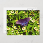 Carte Postale Iridescente Bleu violet avec ailes de papillon noi (Devant / Derrière)