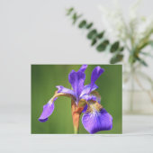 Carte Postale iris (Debout devant)