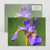 Carte Postale iris (Devant / Derrière)