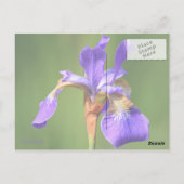 Carte Postale iris (Dos)