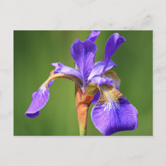 Carte Postale iris