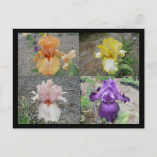 Carte postale Iris